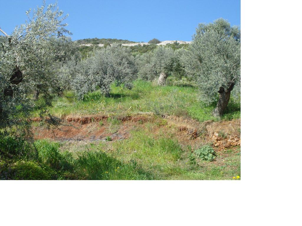 Athina Ecofarm Lejlighed Epidaurus Eksteriør billede