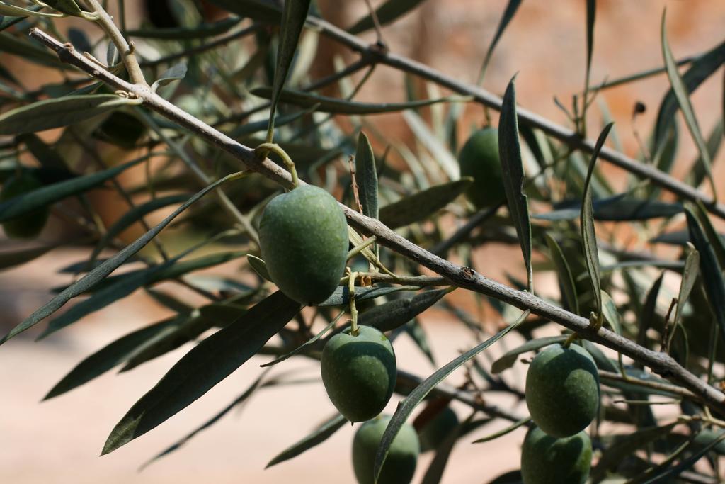 Athina Ecofarm Lejlighed Epidaurus Eksteriør billede